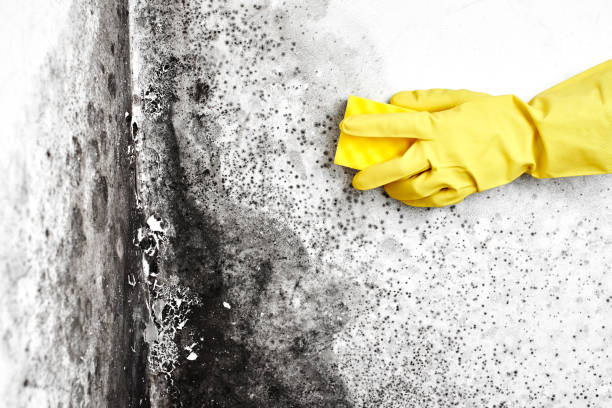 Best Toxic Mold Removal  in Stafford, TX