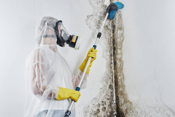 Stafford, TX Mold Removal Company