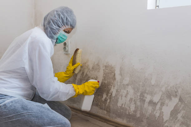 Best Toxic Mold Removal  in Stafford, TX