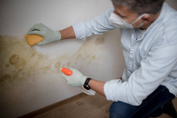 Best Professional Mold Removal  in Stafford, TX