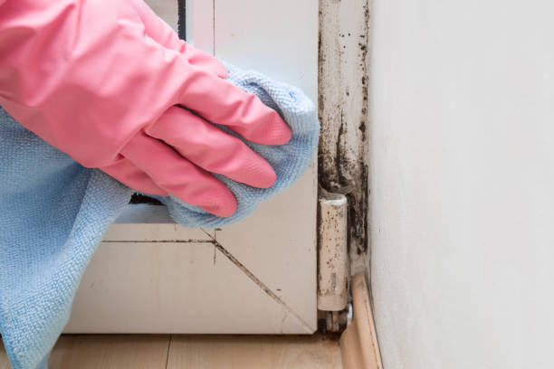 Best Crawl Space Mold Removal  in Stafford, TX