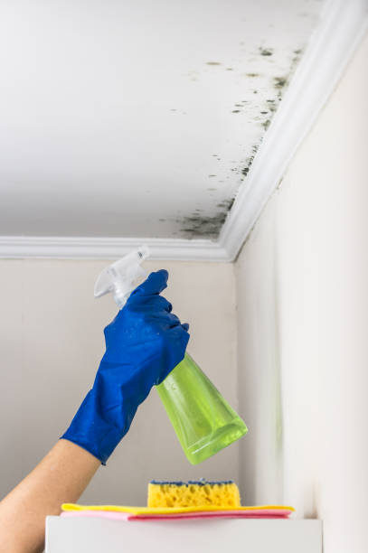 Best Emergency Mold Removal  in Stafford, TX